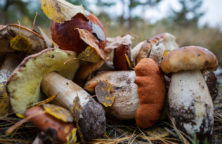 Verschiedene Pilze liegen auf Waldboden, teils mit Herbstblättern bedeckt.