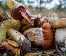 Verschiedene Pilze liegen auf Waldboden, teils mit Herbstblättern bedeckt.