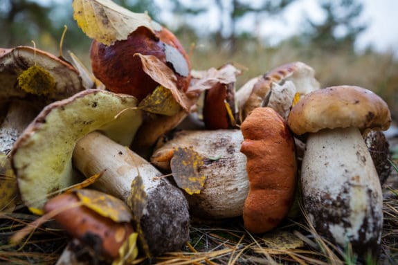 Verschiedene Pilze liegen auf Waldboden, teils mit Herbstblättern bedeckt.