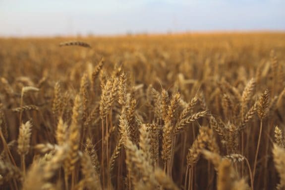 Ein weites Feld voller goldener Weizenähren unter klarem Himmel.