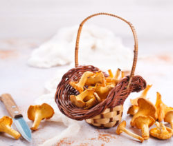Wildgeschnetzeltes mit Pfifferlingen in Rotweinsauce
