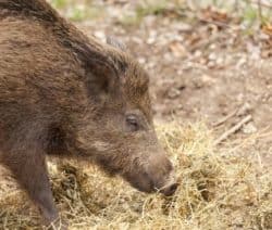 Wildschwein