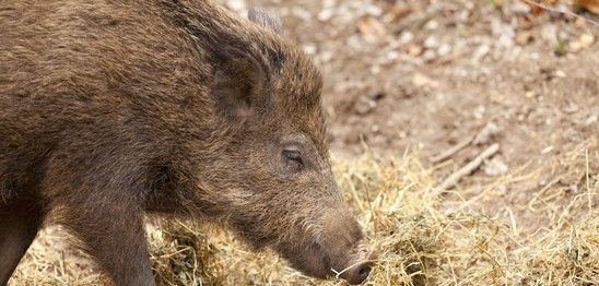 Wildschwein