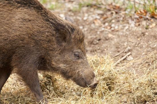 Wildschwein