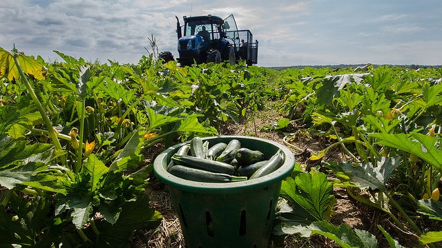 Ein Korb mit Zucchini steht auf einem Feld, im Hintergrund ein blauer Traktor unter bewölktem Himmel.