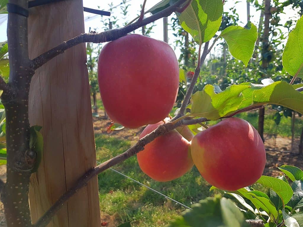 Äpfel beim Apfelanbau